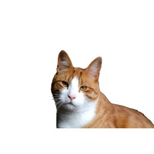 Stock Photo Of Brown Orange, Cat, Domestic Cat 12393 - Cat PNG image with transparent background